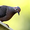 Mourning dove (4821595992).jpg