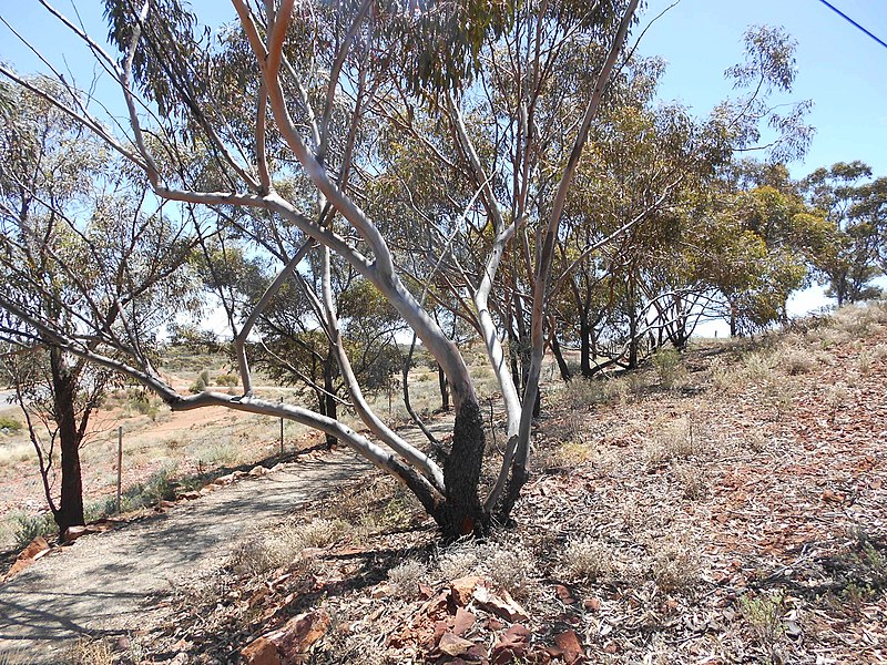 File:Mt Charlotte, Kalgoorlie - panoramio.jpg