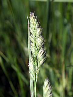 <i>Muhlenbergia racemosa</i> species of plant