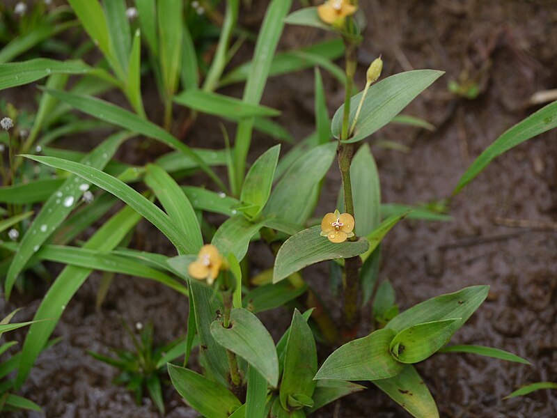 File:Murdannia versicolor? (9581141843).jpg