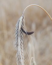 Schadstoff: Natürliche und künstliche Schadstoffe, Schadstoffe durch Landwirtschaft und Gartenbau, Verkehrsbedingte Schadstoffe