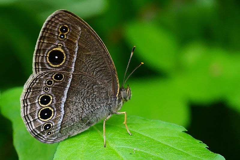 File:Mycalesis sangaica mara ventral view 20130706.jpg