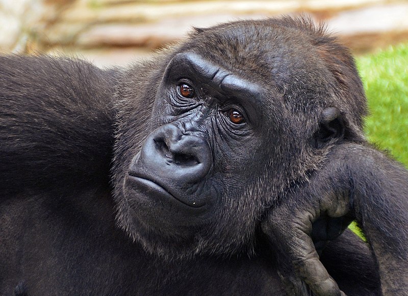 File:N'Tami, Western Gorilla.jpg