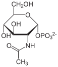 N-Acetyl-D-glucosamin-1-phosphat.svg