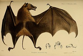 murciélago de la fruta de cola larga