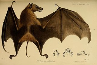 <span class="mw-page-title-main">Long-tailed fruit bat</span> Species of bat