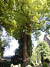 ND ash with ivy in the cemetery - Jettingen.jpg