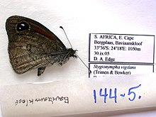 NW144-5 Stygionympha vigilans (3431662166).jpg