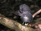 NZ North Island Robin, preening