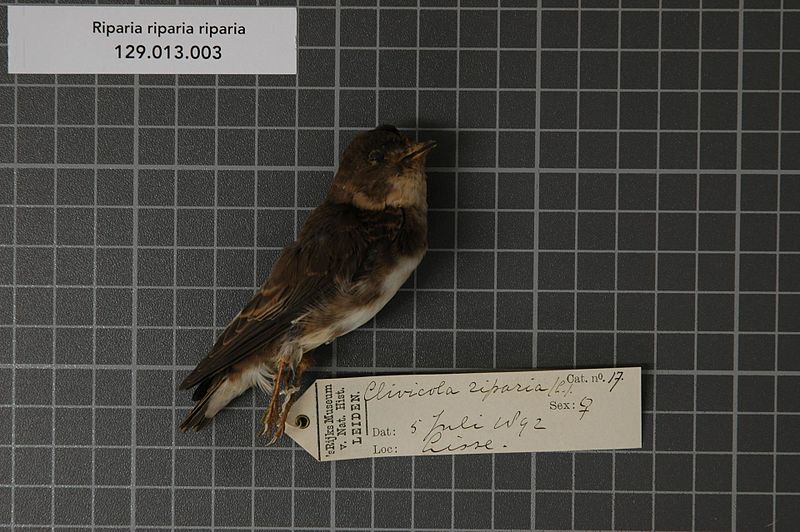 File:Naturalis Biodiversity Center - RMNH.AVES.124729 1 - Riparia riparia riparia (Linnaeus, 1758) - Hirundinidae - bird skin specimen.jpeg