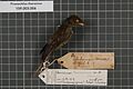 Naturalis Biodiversity Center - RMNH.AVES.131970 1 - Prionochilus thoracicus (Temminck & Laugier, 1836) - Dicaeidae - bird skin specimen.jpeg