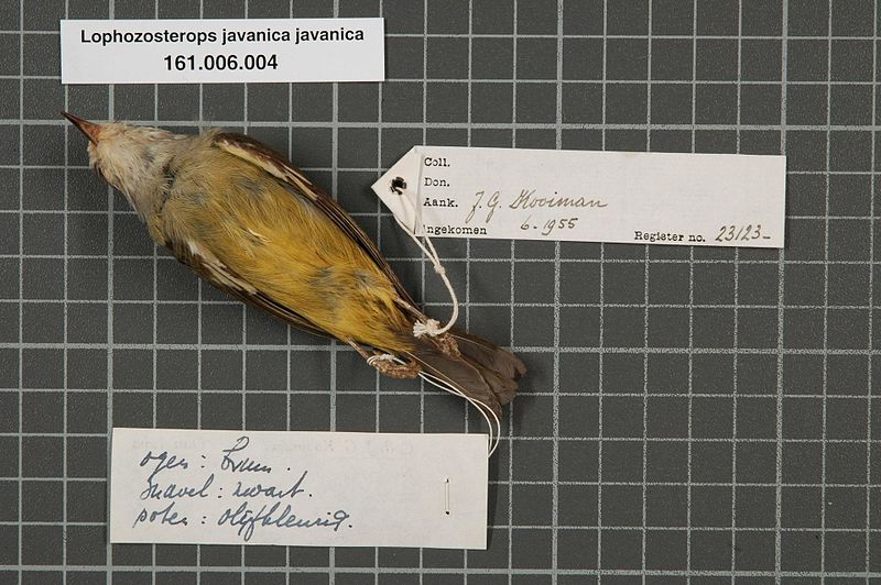 File:Naturalis Biodiversity Center - RMNH.AVES.23123 2 - Lophozosterops javanica javanica Horsfield, 1821 - Zosteropidae - bird skin specimen.jpeg