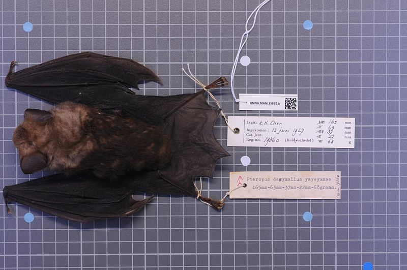 File:Naturalis Biodiversity Center - RMNH.MAM.19860.b dor - Pteropus dasymallus yayeyamae - skin.jpeg