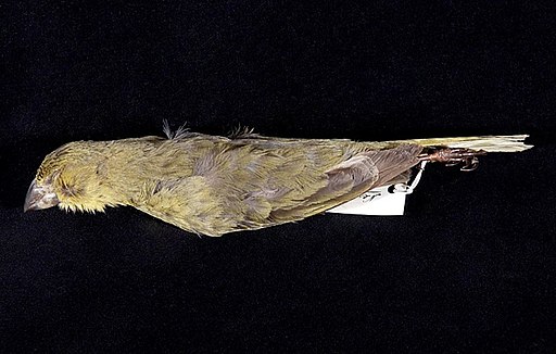 Naturalis Biodiversity Center - ZMA.AVES.14570 - Nesospiza wilkinsi wilkinsi Lowe, P.R. , 1923 - Emberizidae - skin specimen