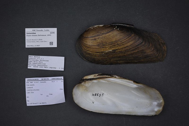 File:Naturalis Biodiversity Center - ZMA.MOLL.213907 - Elliptio dilatata (Rafinesque, 1820) - Unionidae - Mollusc shell.jpeg