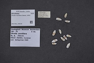 <i>Olivella mica</i> Species of gastropod