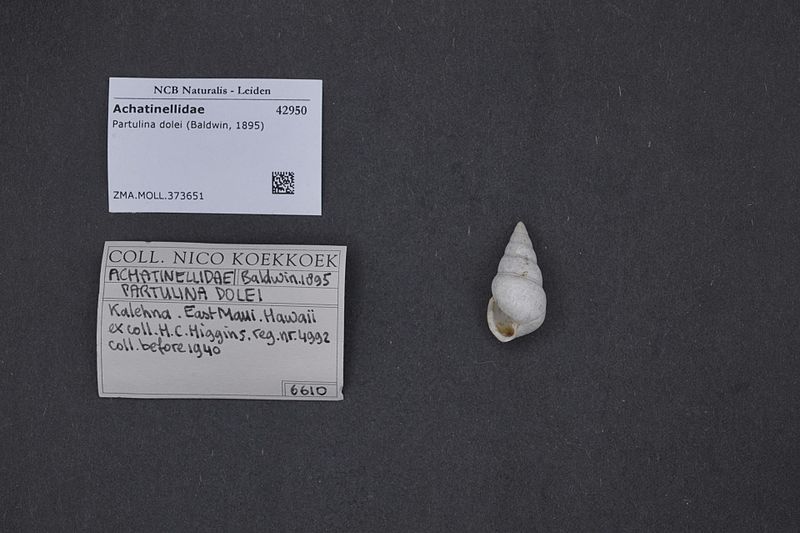 File:Naturalis Biodiversity Center - ZMA.MOLL.373651 - Partulina dolei (Baldwin, 1895) - Achatinellidae - Mollusc shell.jpeg