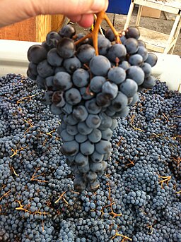 Nebbiolo cluster