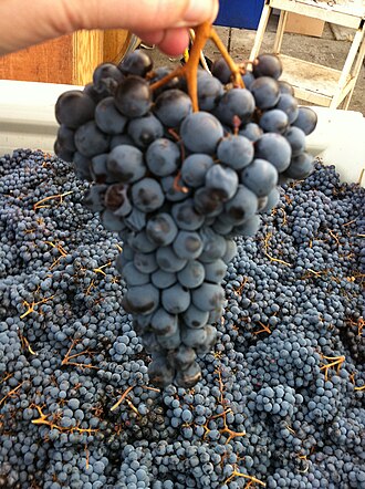 Nebbiolo, one of the parent varieties of Rossola nera. Nebbiolo cluster.JPG