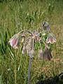 Allium siculum