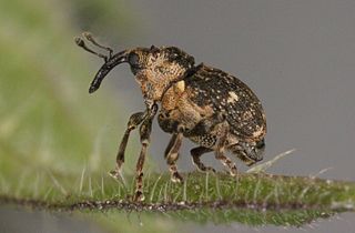 <i>Nedyus</i> Genus of beetles