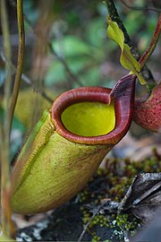 Nepenthes deaniana ASR 062007 pulgar palawan.jpg