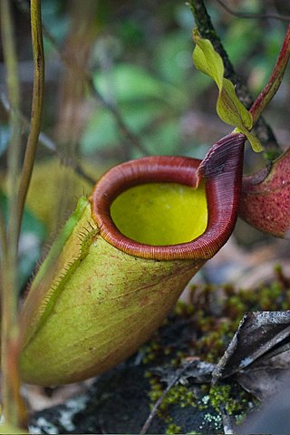 <i>Nepenthes deaniana</i> Species of pitcher plant from the Philippines