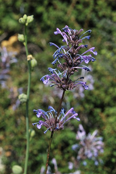 File:Nepeta cilicia 1.jpg