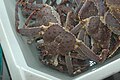 Nervei - kingcrabs 3835.jpg