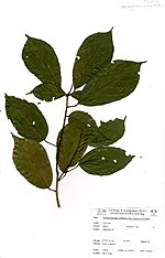 Thumbnail for Nesogordonia papaverifera