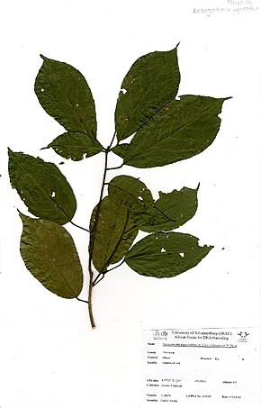 Bildebeskrivelse Nesogordonia papaverifera (A.Chev.) Capuron ex N.Hallé (GH0276) .jpg.