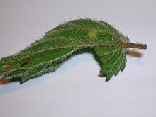 Nettle leaf vein with Dasineura dioica.JPG