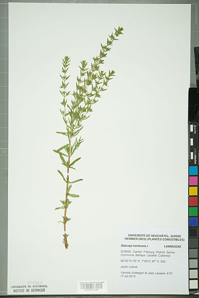 File:Neuchâtel Herbarium - Satureja hortensis - NEU000100386.jpg