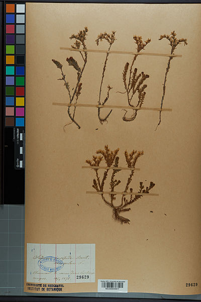 File:Neuchâtel Herbarium - Sedum sexangulare - NEU000043917.jpg