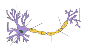 Thumbnail for Pathophysiology of multiple sclerosis