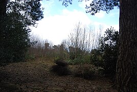 New plantings, Broadwater Forest - geograph.org.uk - 3413791.jpg