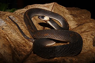 <i>Ninia hudsoni</i> Species of snake