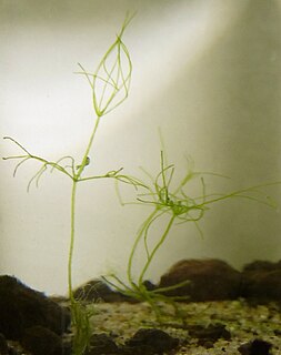 <i>Nitella flexilis</i> Species of alga