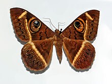 Noctuidae - Cyligramma latona.JPG