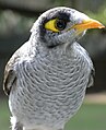 Noisy Miner (Manorina melanocephala) Lone Pine Koala Sanctuary