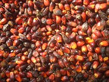 Palm kernels in Tayap Noix de palme-Tayap (6).jpg