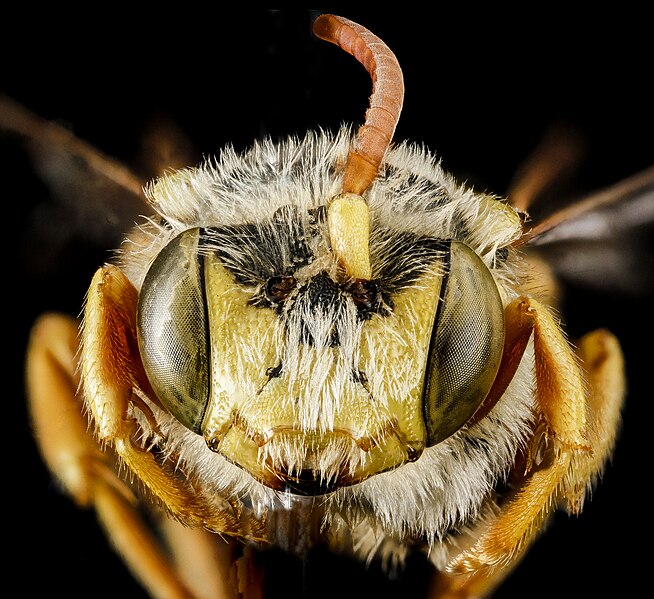 File:Nomada superba, M, face, West Virginia, Pleasants County 2013-03-12-16.03.57 ZS PMax (11629691705).jpg