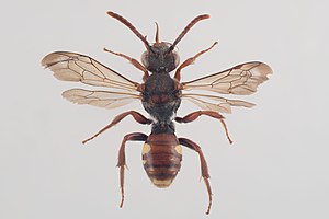 Nomada villosa.jpg