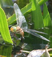 Female egg-laying Norfolkhawker1.jpg