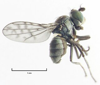 <i>Nostima negramaculata</i> Species of fly