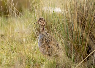 <span class="mw-page-title-main">Ornate tinamou</span> Species of bird