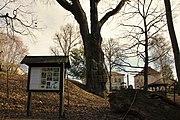 Čeština: Dub letní, (Quercus robur), památný strom č. 103183 dle AOPK na zahradě mateřské školy v Nových Hradech, okres České Budějovice. English: Oak tree (Quercus robur), famous tree in Nové Hrady, České Budějovice District, South Bohemian Region, Czechia.