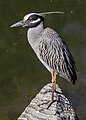 * Nomination Yellow-crowned night heron Nyctanassa violacea in Carroll Creek, Frederick, Maryland --Acroterion 02:13, 3 May 2024 (UTC) * Promotion  Support Good quality. --Plozessor 03:41, 3 May 2024 (UTC)