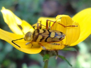 <i>Ochraethes viridiventris</i> Species of beetle