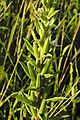 Oenothera perennis (4252104258).jpg